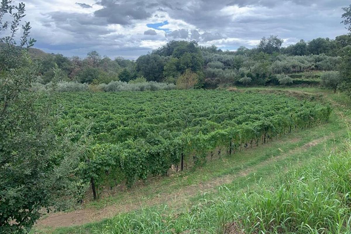 a large field of crops with a fence around it