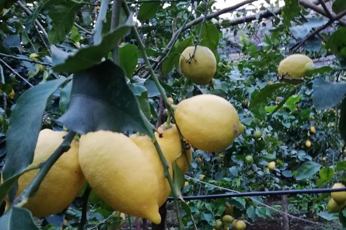 hunnik kollaseid puuvilju ripub puu küljes