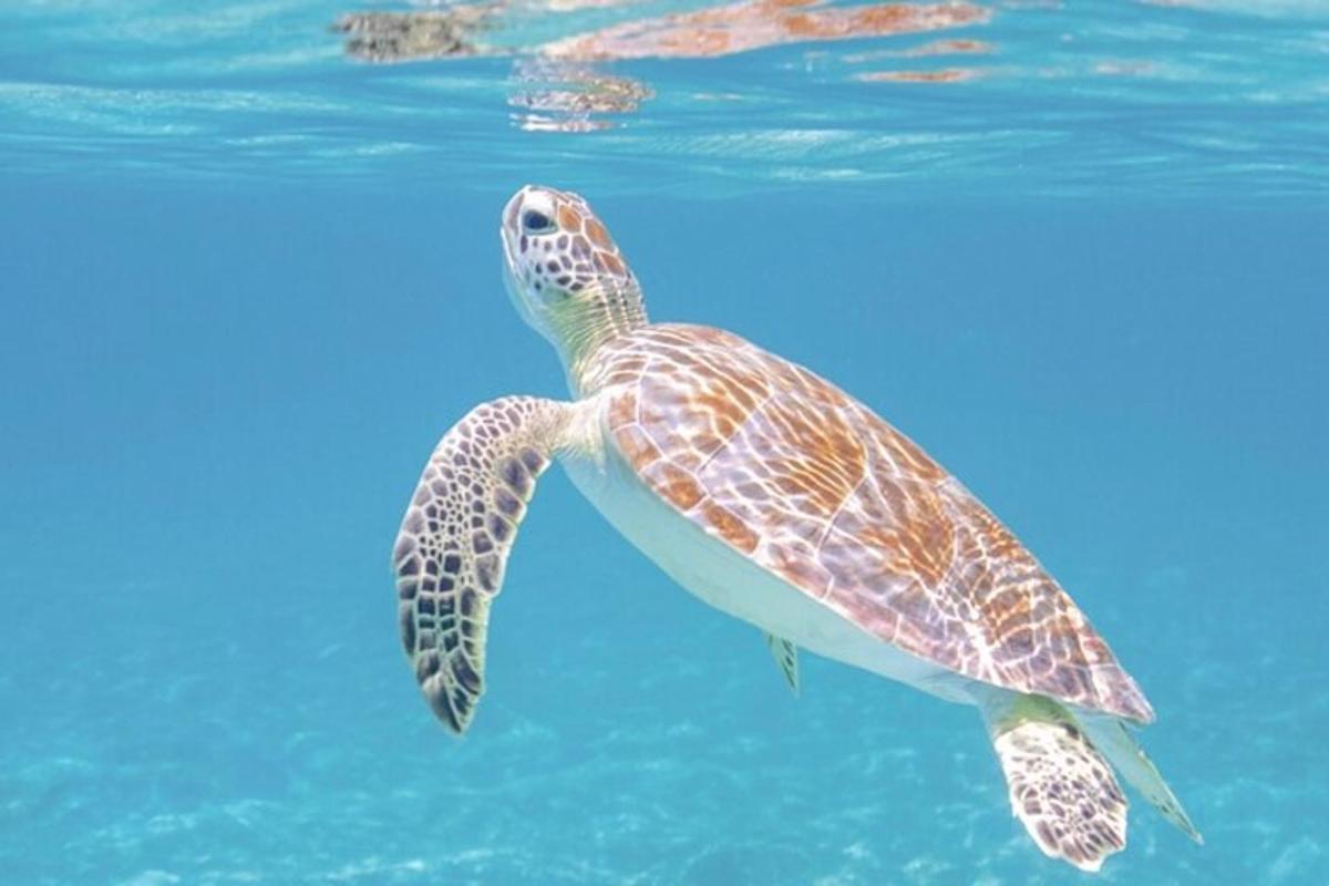 una tartaruga marina verde che nuota nell'acqua