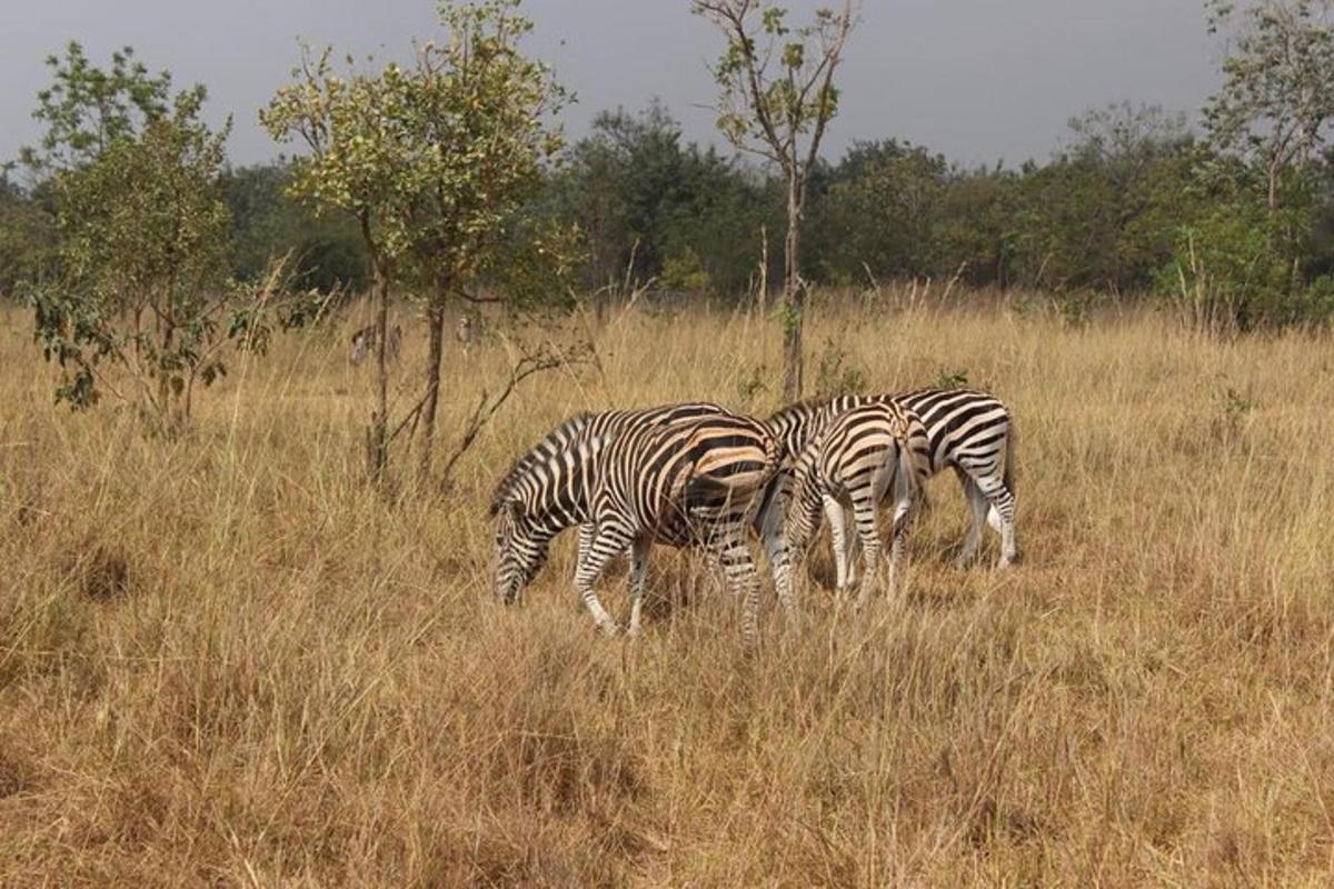 tre zebre al pascolo in un campo di erba alta