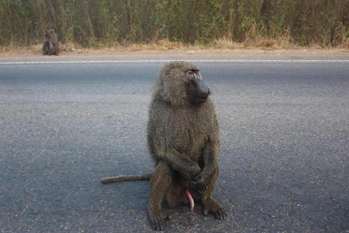um macaco sentado no meio da estrada