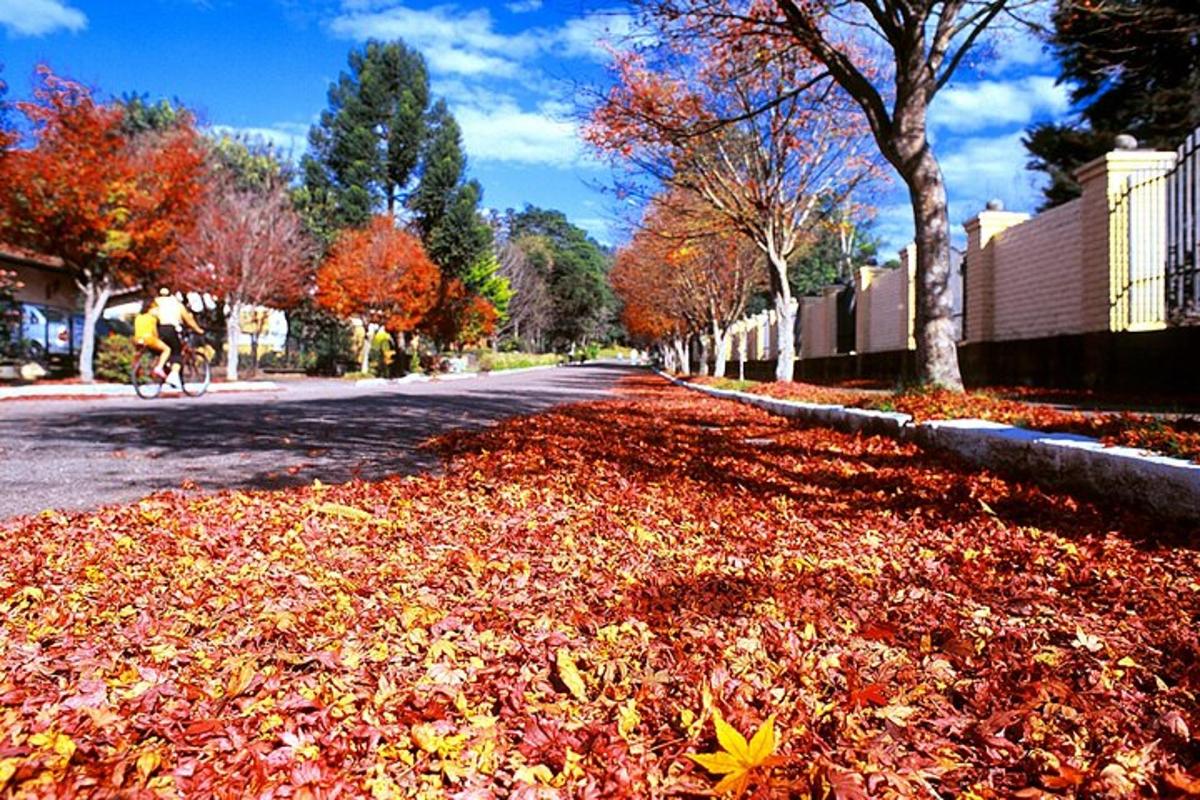 a pile of leaves on the side of a road