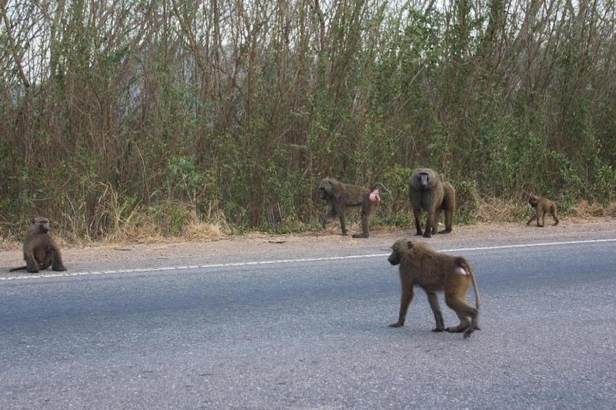 un gruppo di scimmie che attraversano la strada