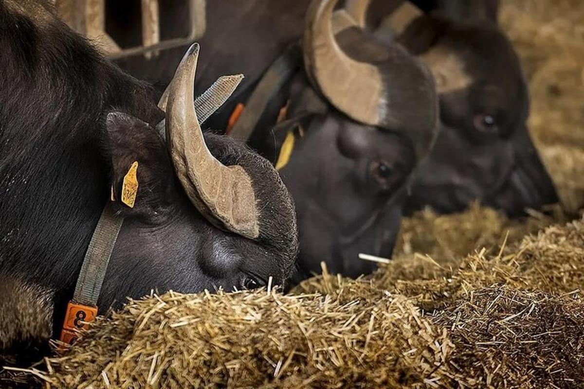 a couple of cows laying in some hay