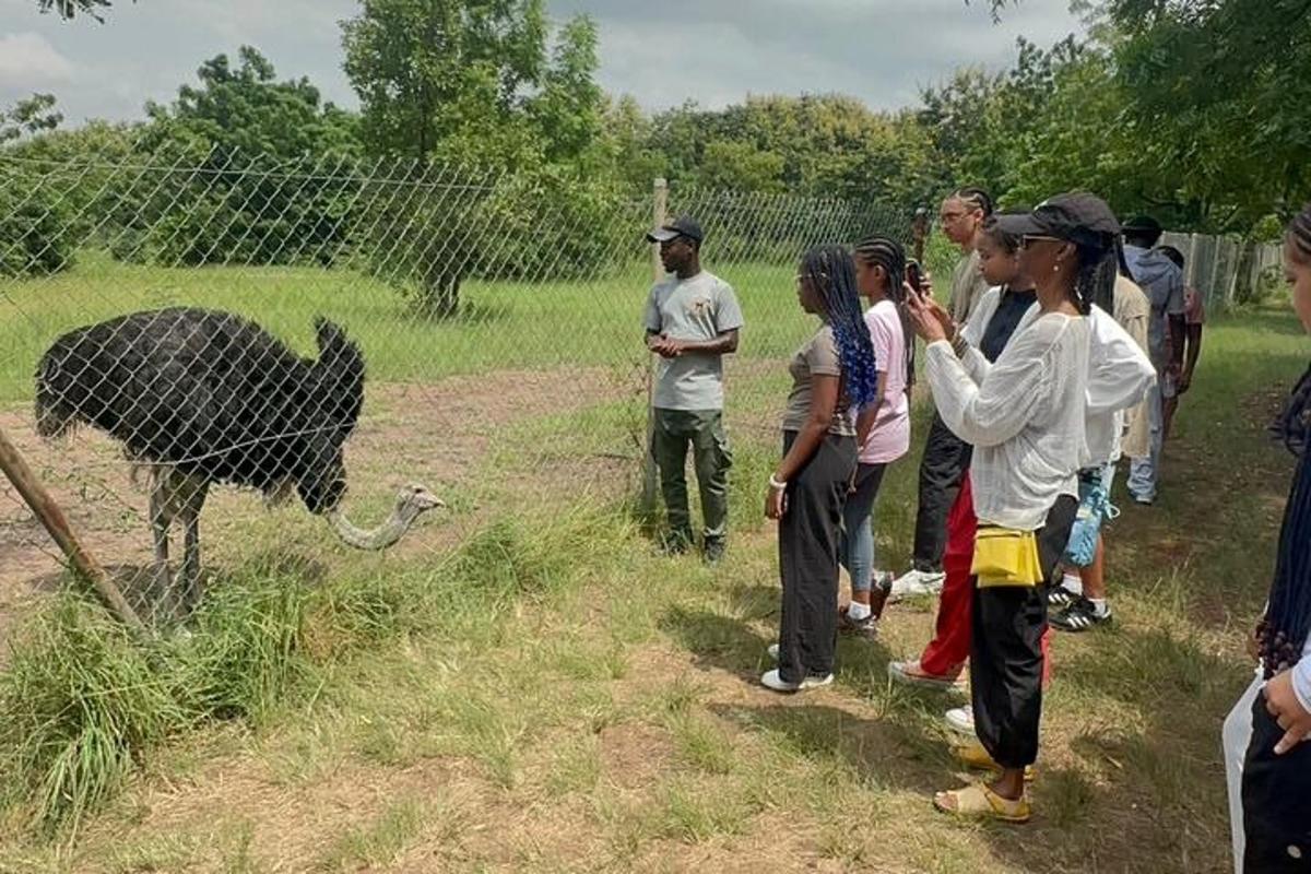 un gruppo di persone che osserva un animale dietro una recinzione