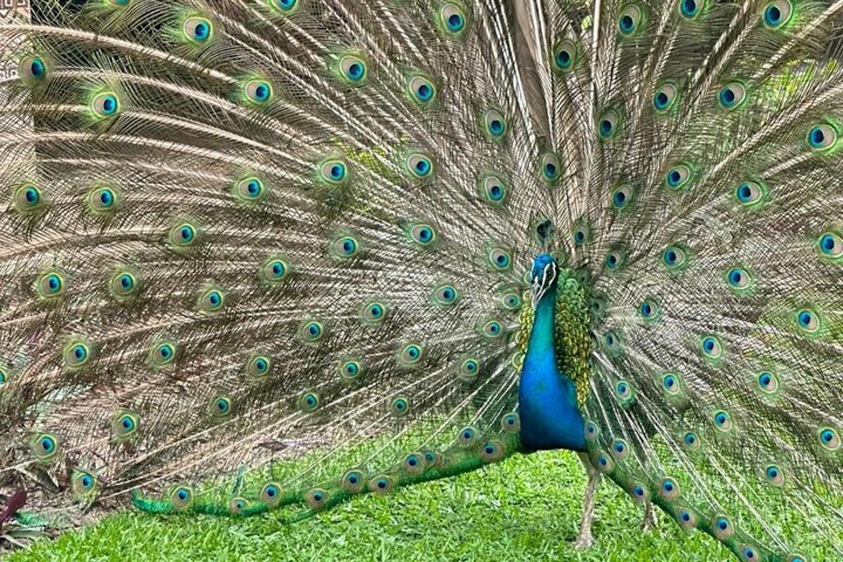 un pavone con le piume sparse sull'erba