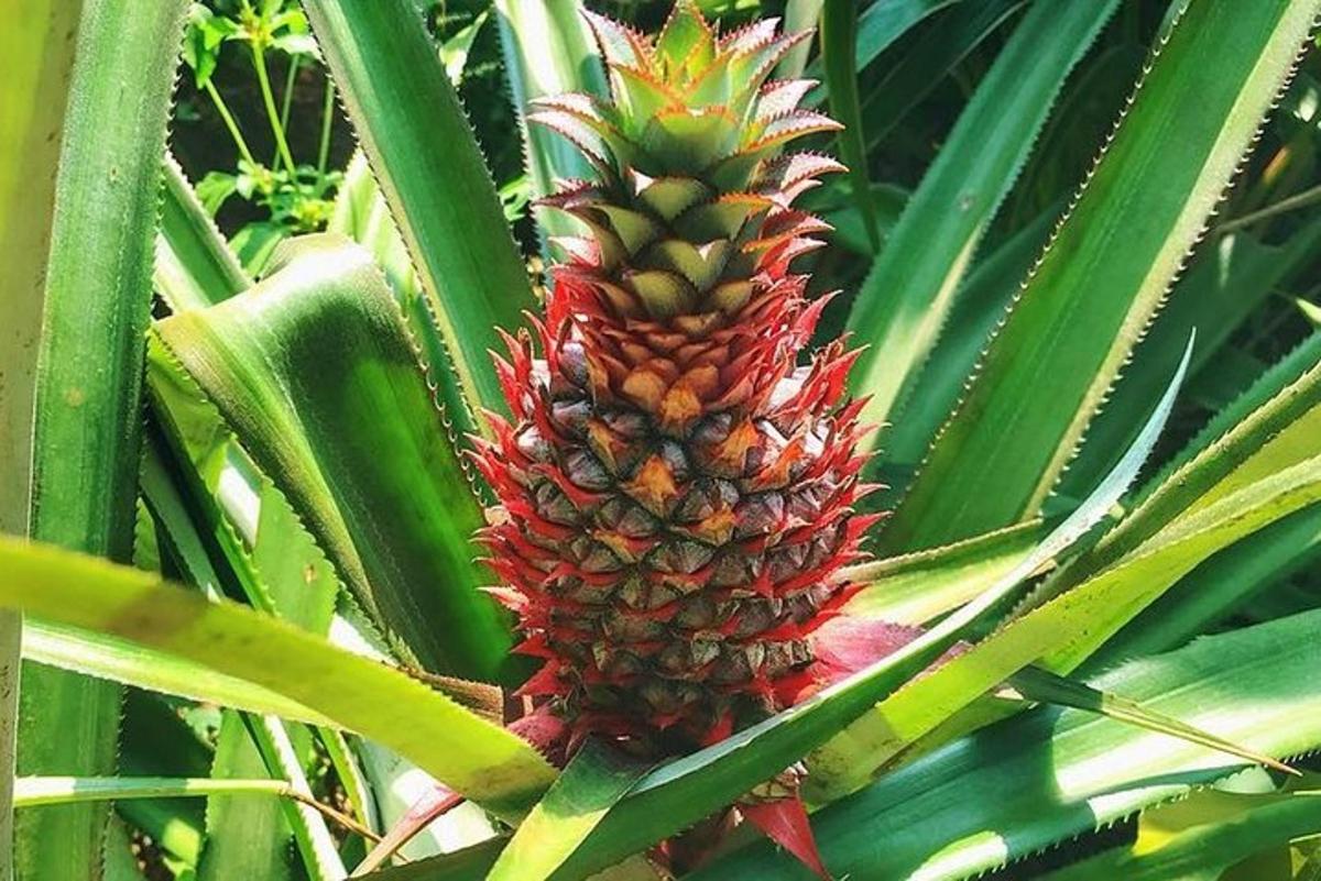 um close de um abacaxi crescendo em uma árvore