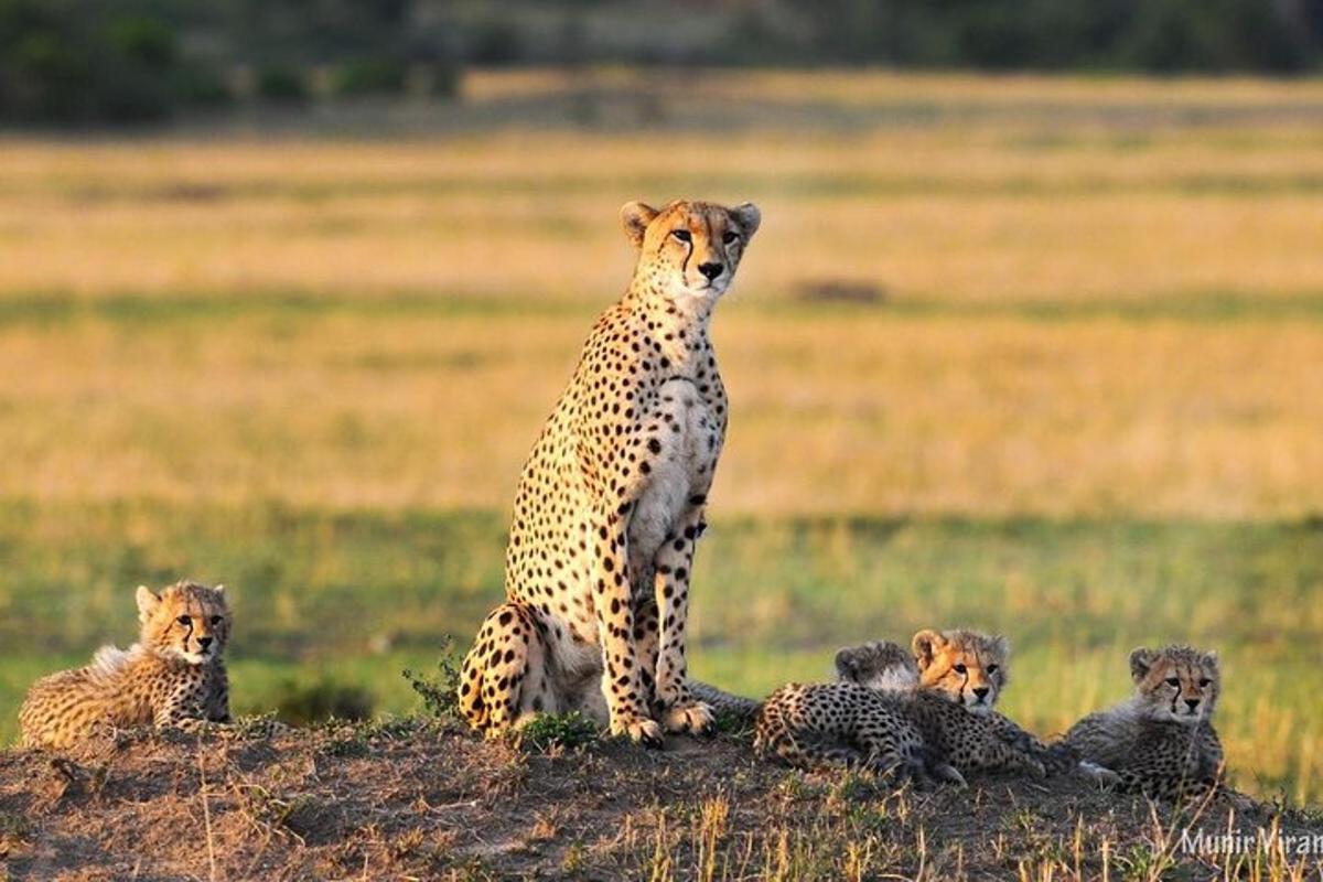 gepard stojící na poli s fourauts