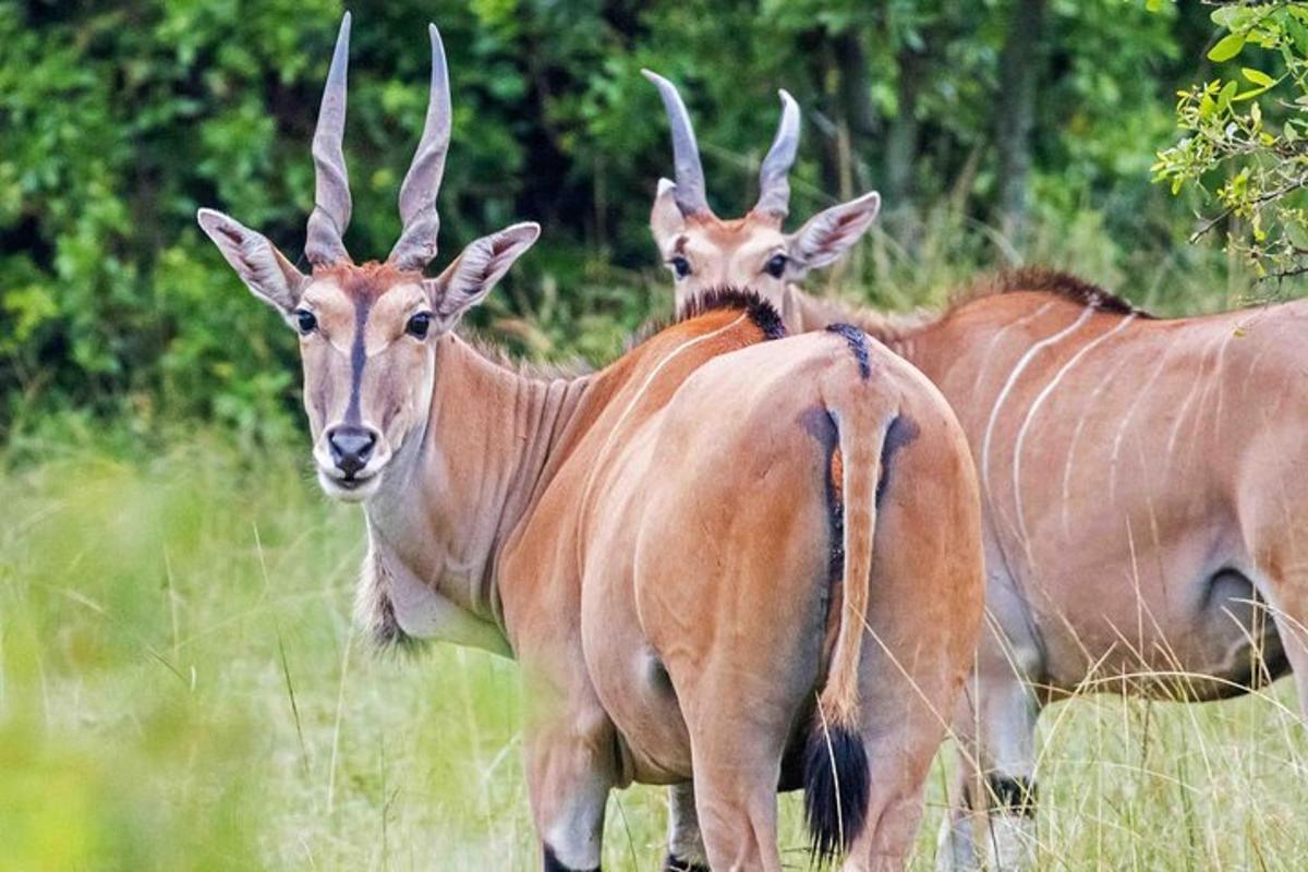 three antelopes standing in a field of tall grass