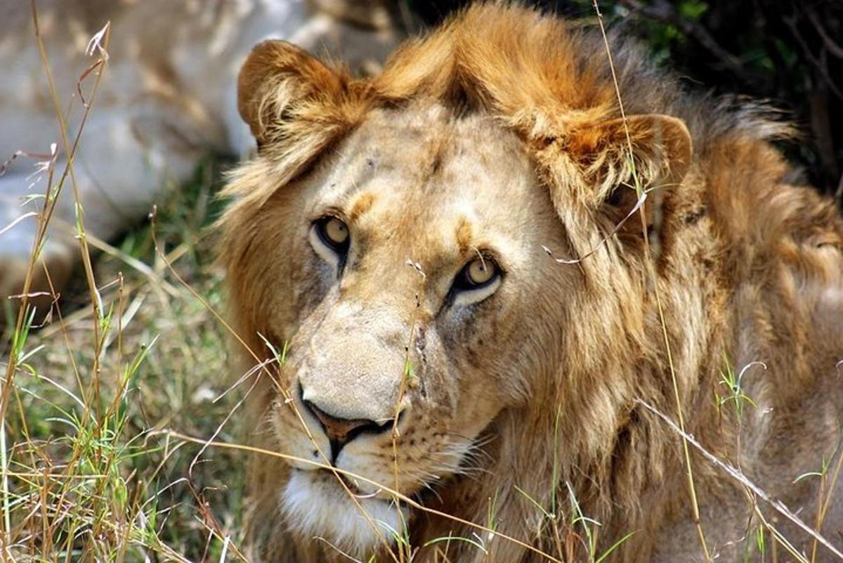 a lion is laying in the grass