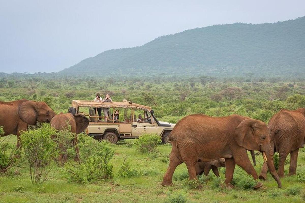 un gruppo di elefanti che camminano davanti a un veicolo da safari