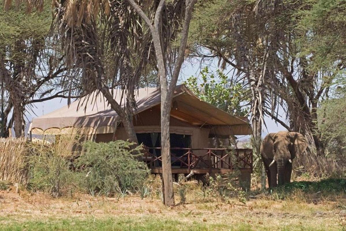 un elefant stând în fața unei case