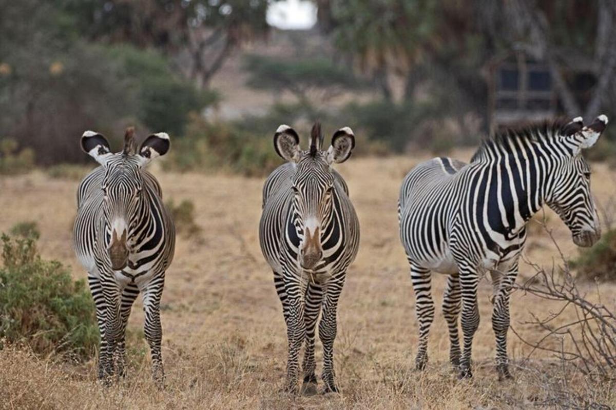 trei zebre stând una lângă alta pe un câmp