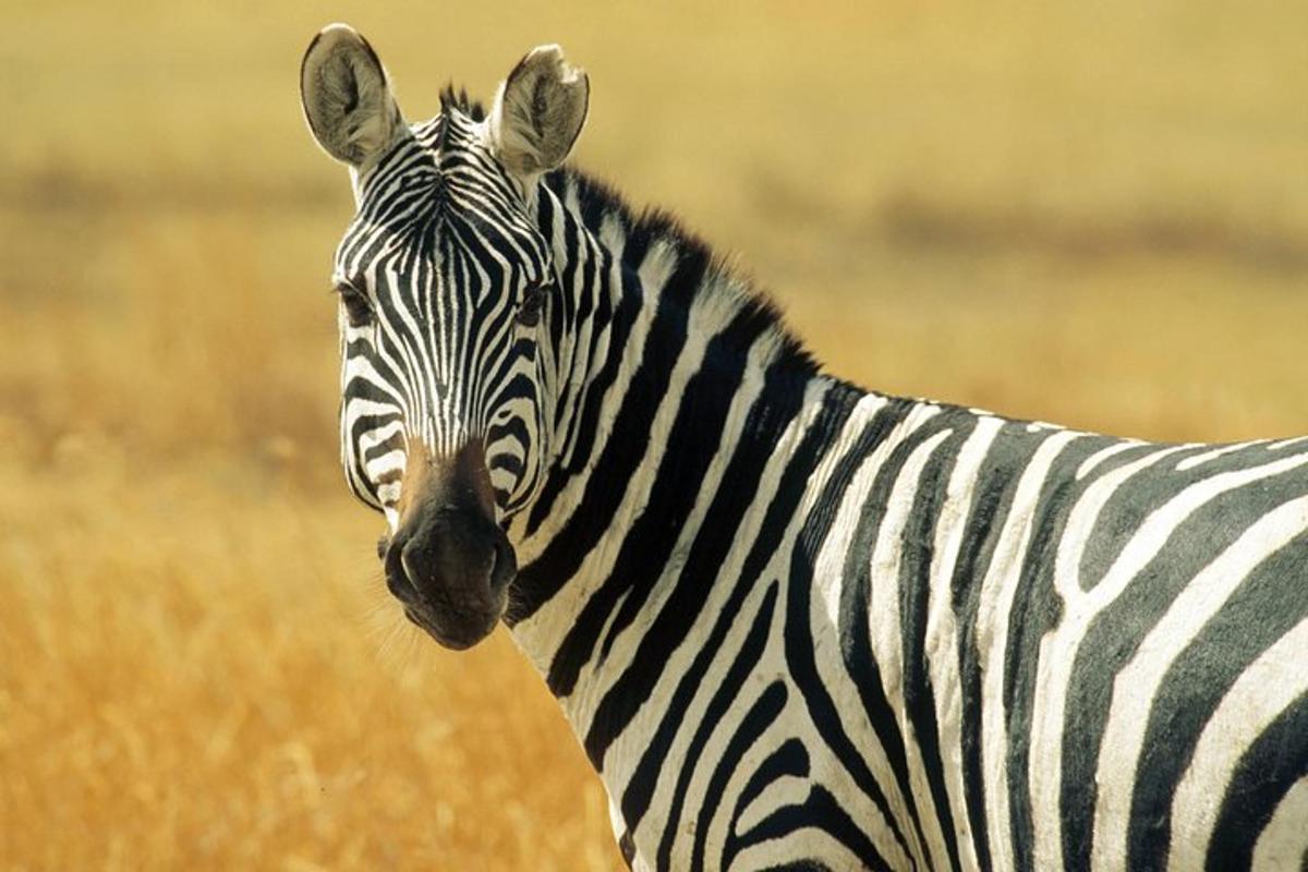 zebra stojící v poli vysoké trávy