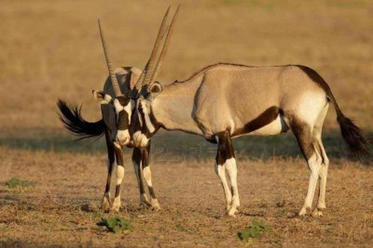 a gazelle standing in the middle of a field