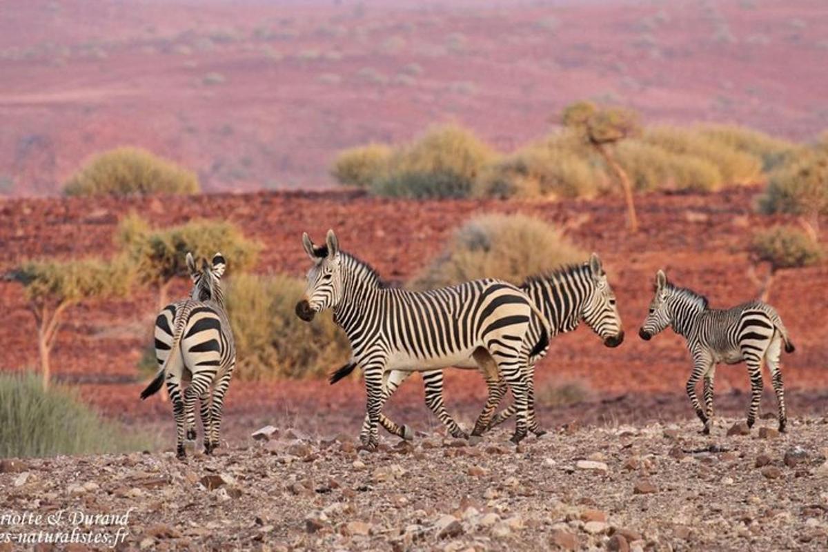 a group of zebras walking in a field