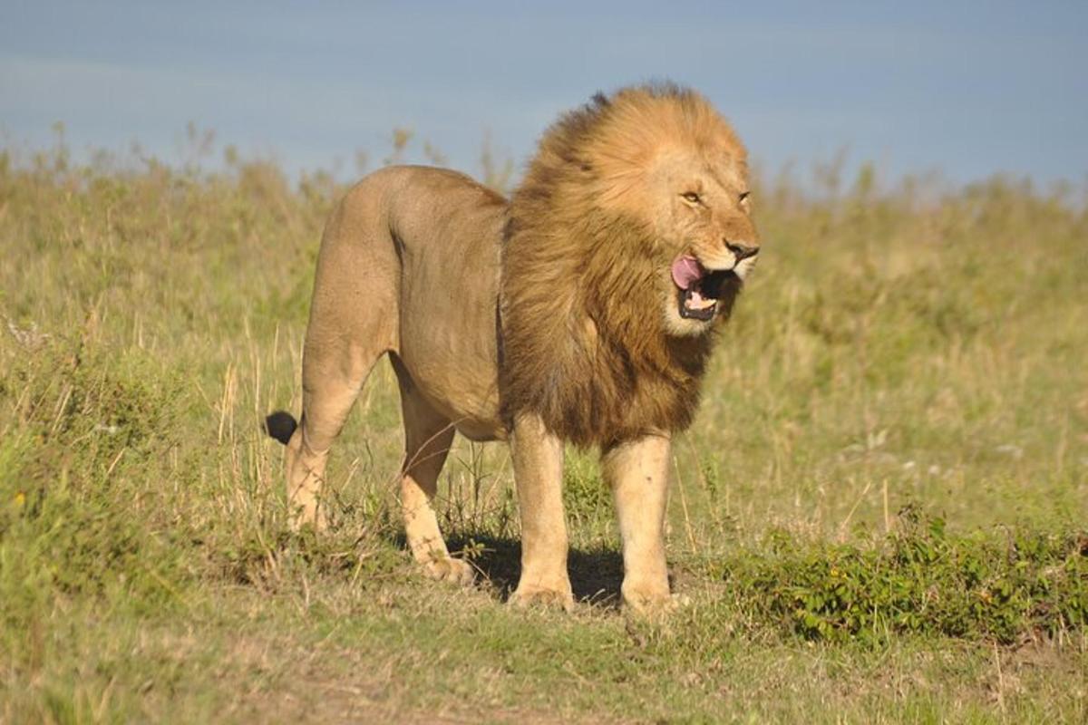 un leone in piedi in un campo con la bocca aperta