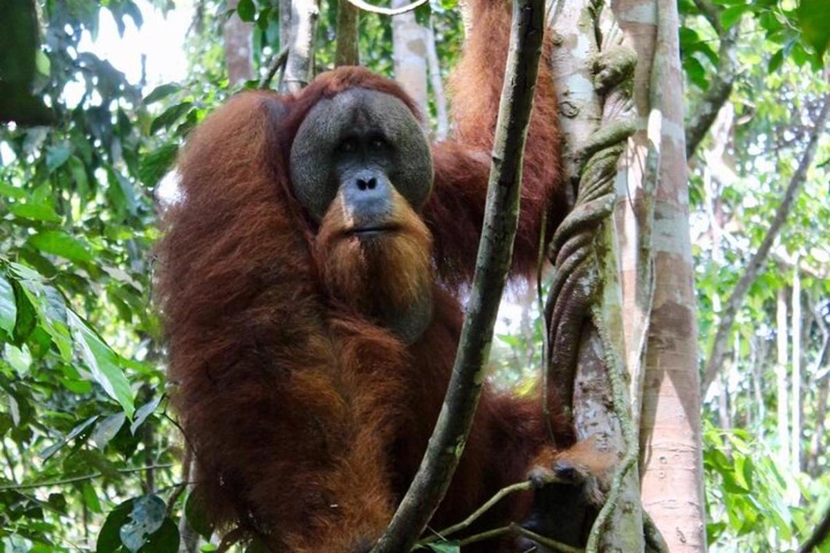orangutan sedí na stromě
