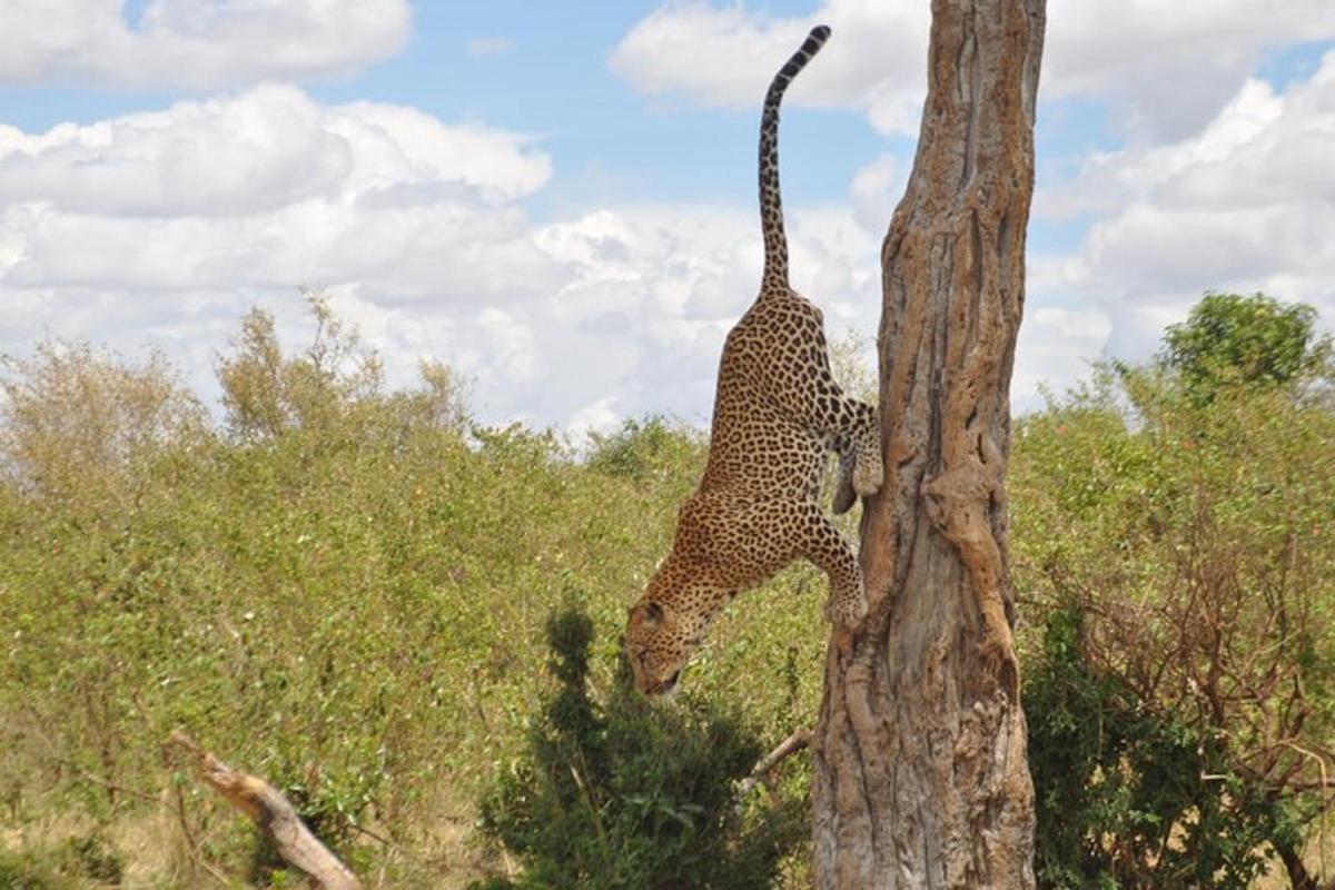 un leopardo che si arrampica sul lato di un albero