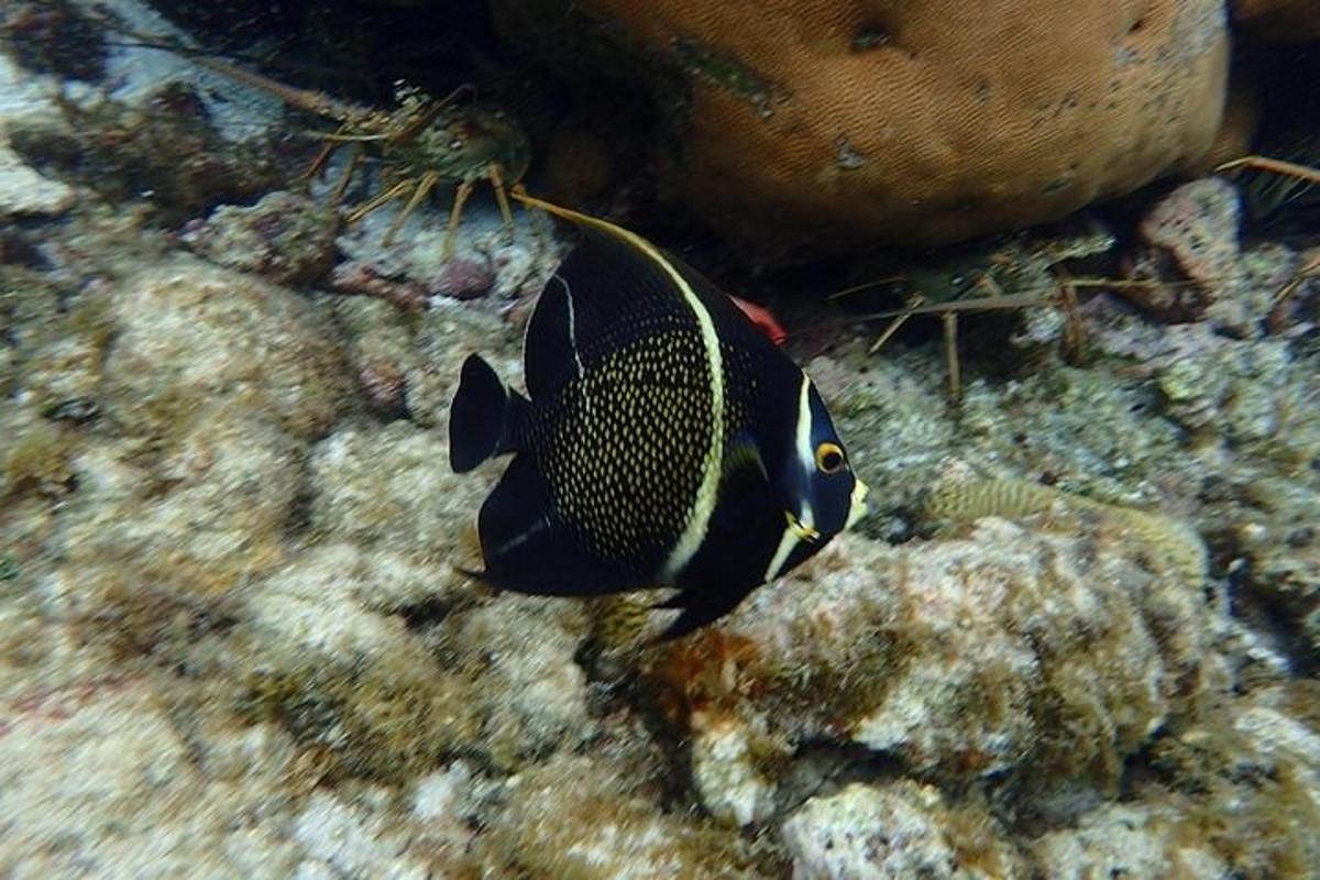 Un pez está en el arrecife de coral