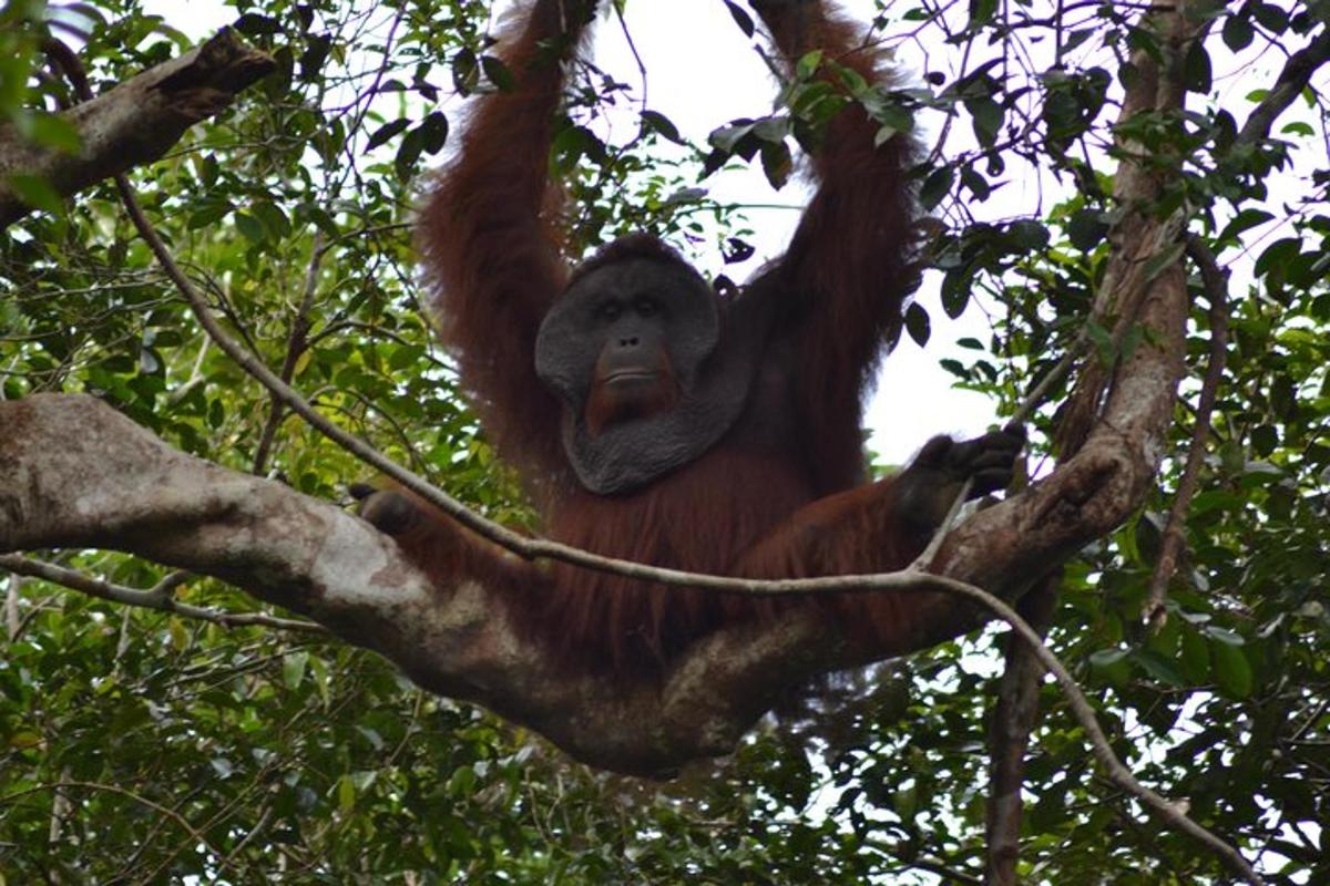 an orangutan is sitting in a tree