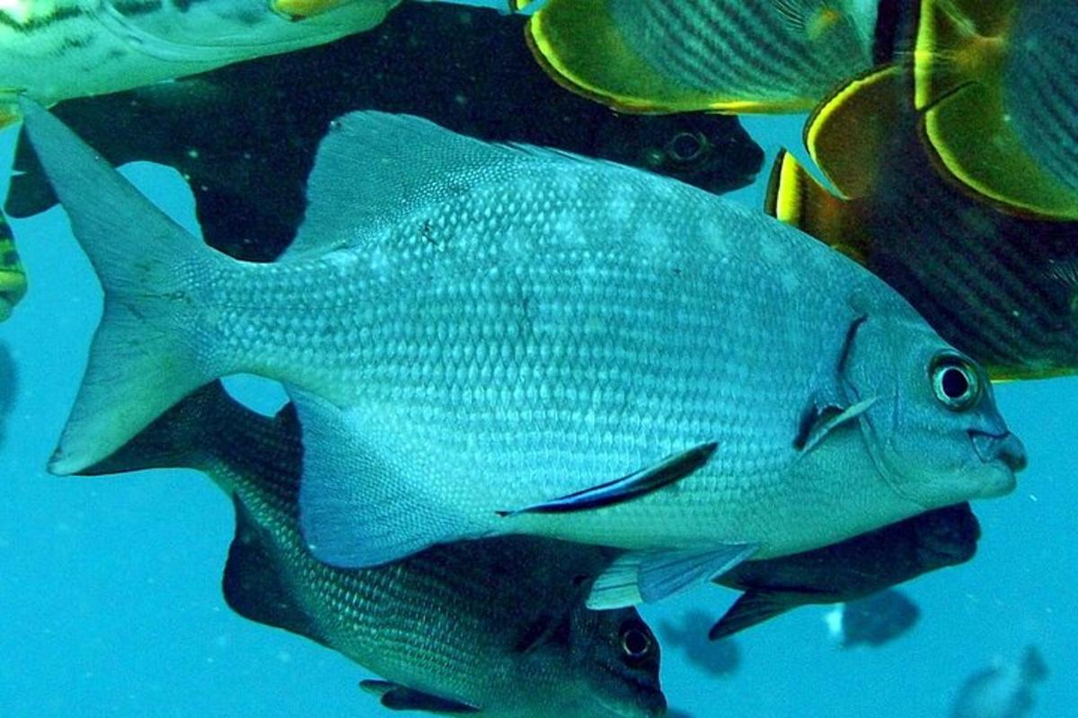Un pez grande está nadando en el agua