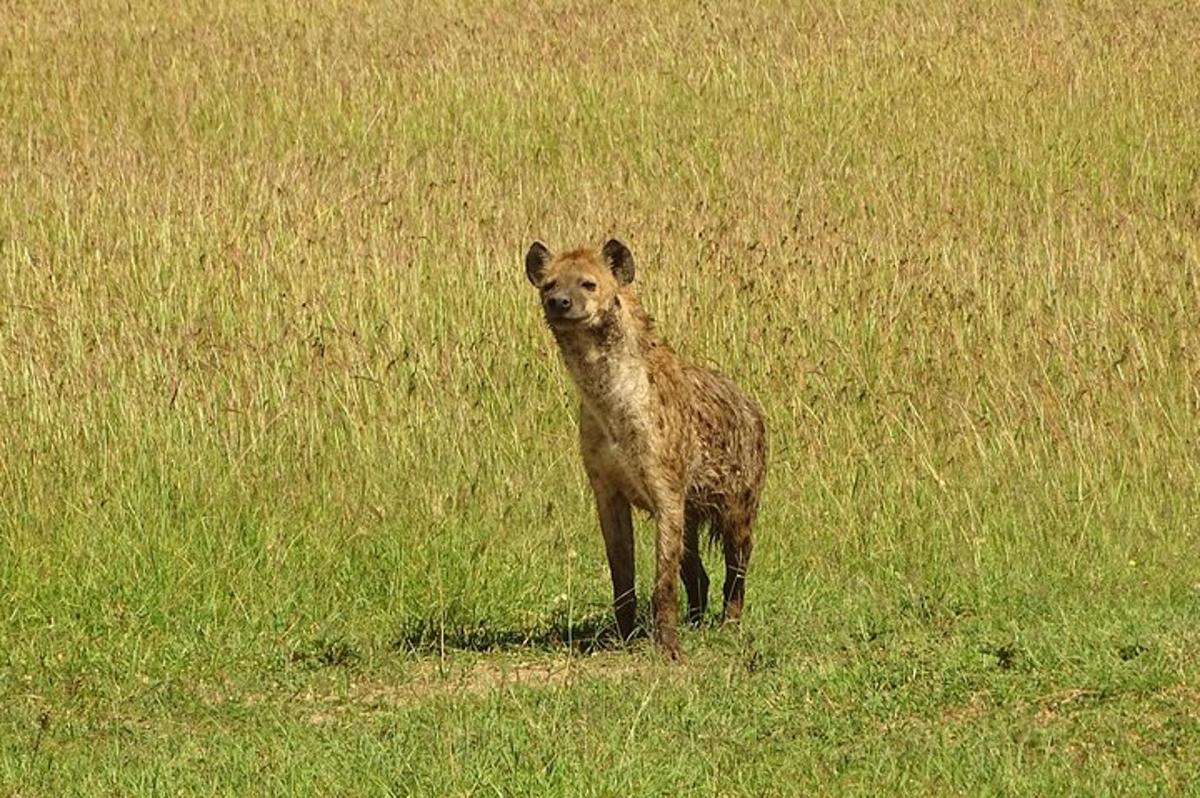 hyena stojící v travnatém poli