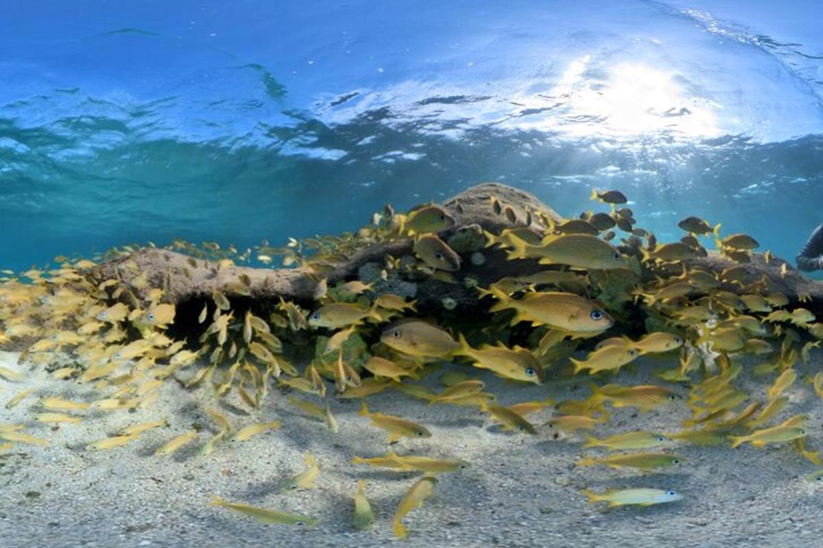 un grupo de peces en el fondo del océano