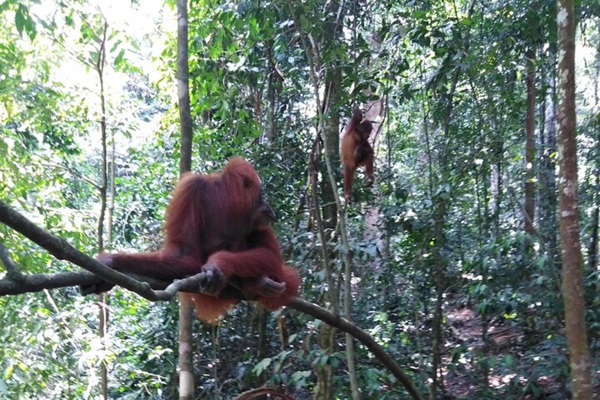 Un mono sentado en la rama de un árbol en un bosque.