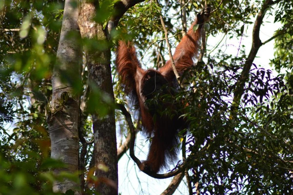 a monkey is climbing up a tree