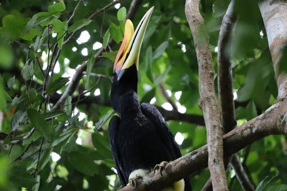 Un pájaro negro posado en la rama de un árbol con un pico grande.