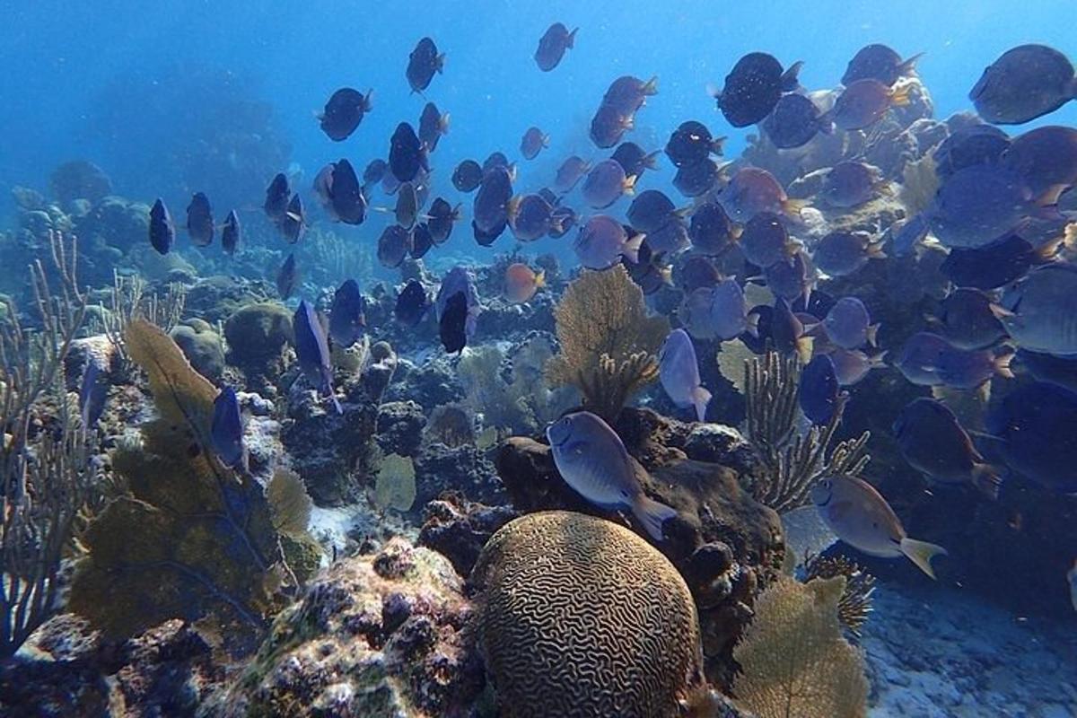 un grupo de peces en un arrecife de coral