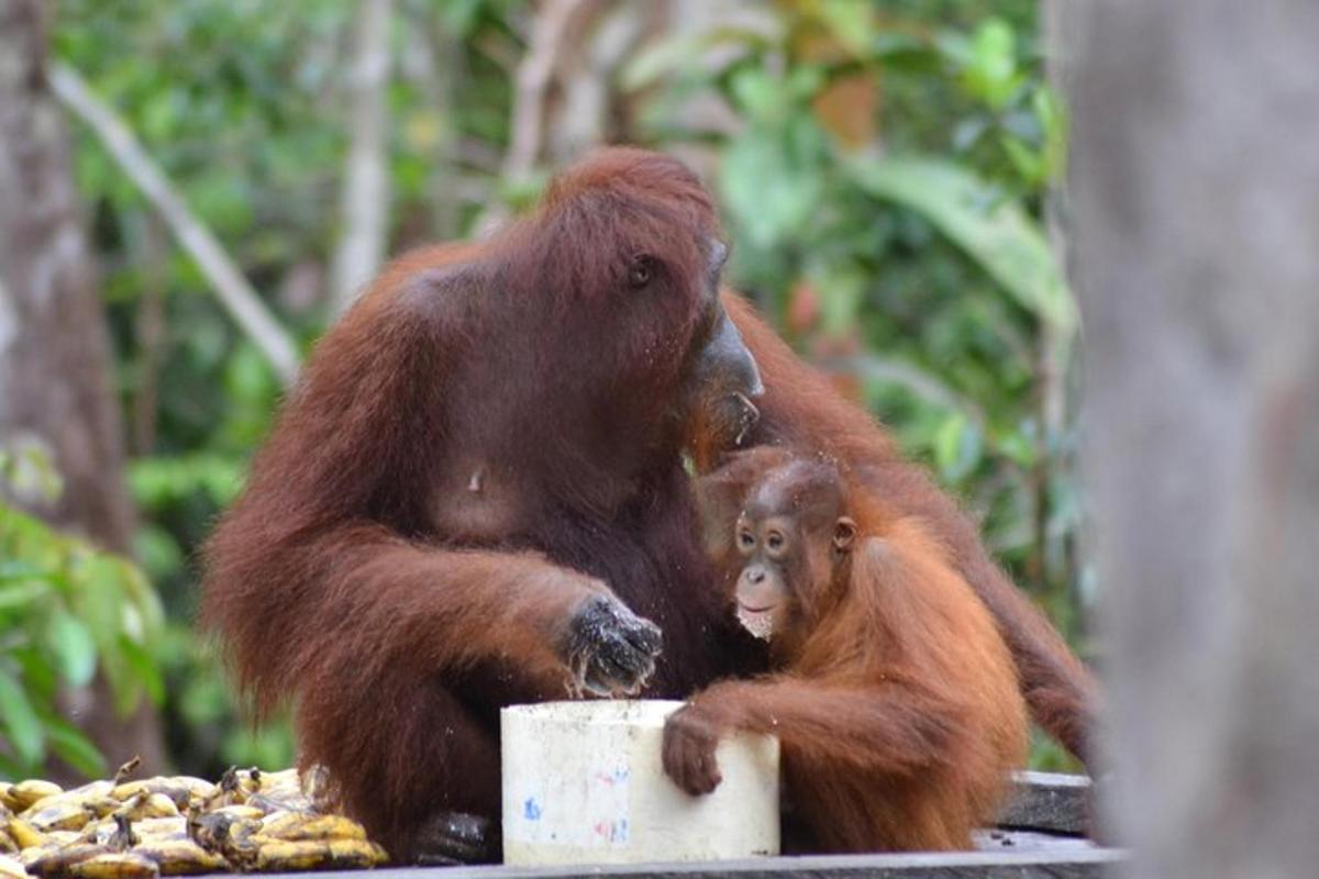 a monkey and a baby monkey sitting next to each other