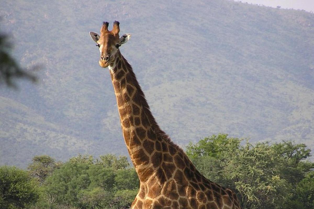 una giraffa in piedi davanti a una montagna