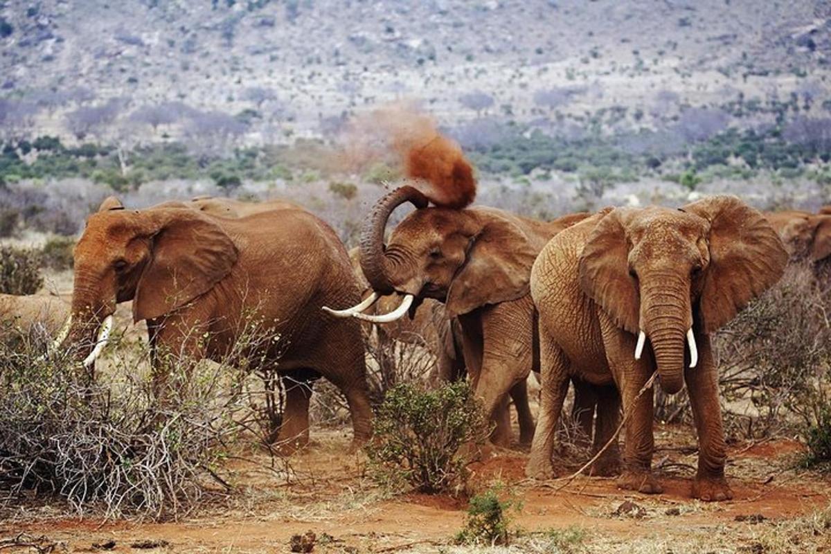 una mandria di elefanti che camminano in un campo