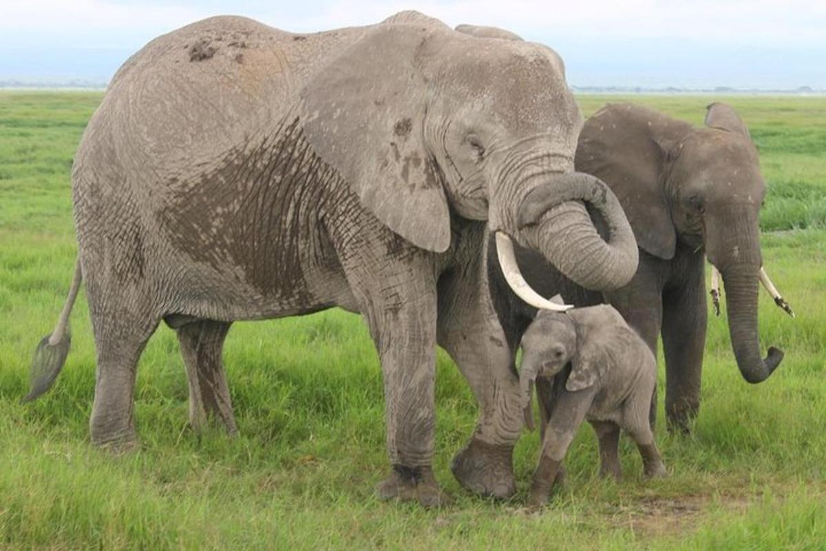 dua ekor gajah dewasa dan seekor anak gajah berdiri di padang