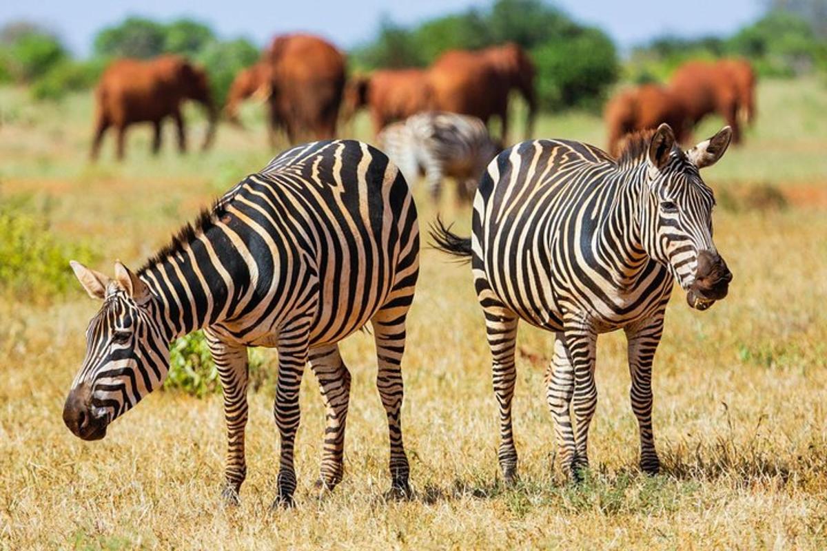 dua zebra berdiri di lapangan dengan hewan lain