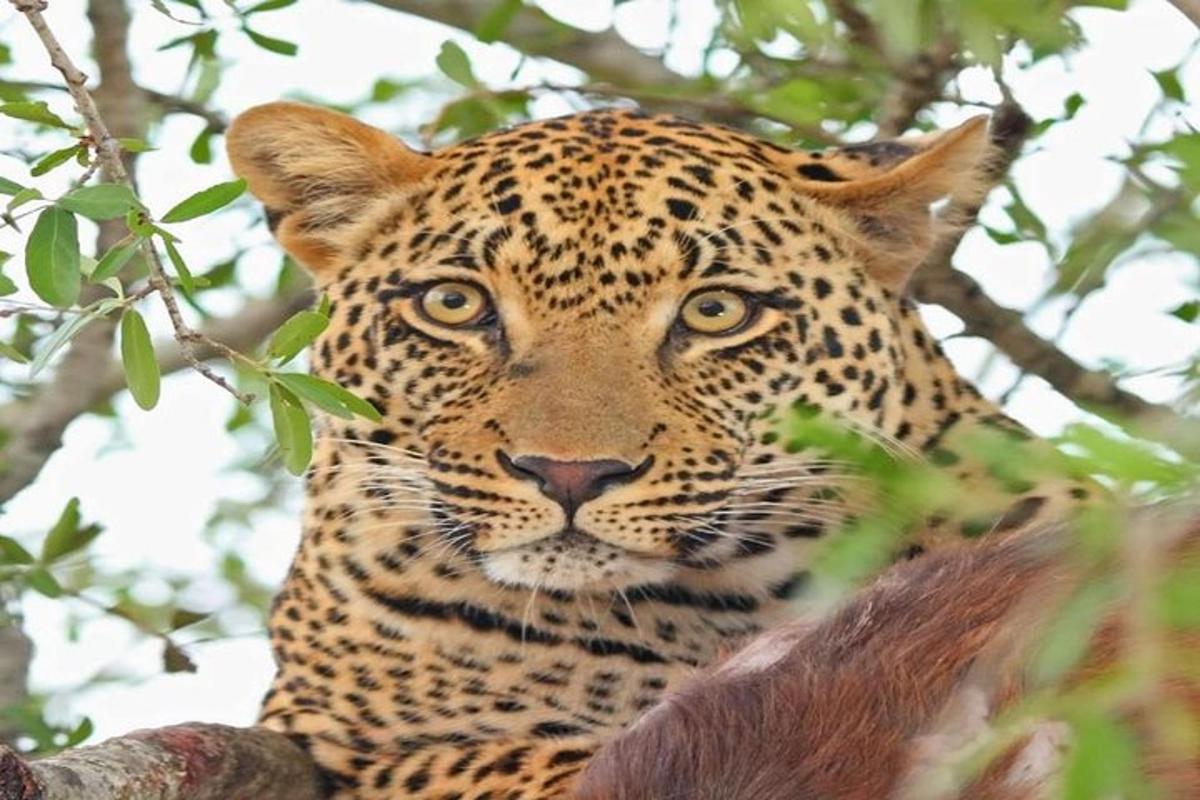 seekor macan tutul sedang duduk di pohon