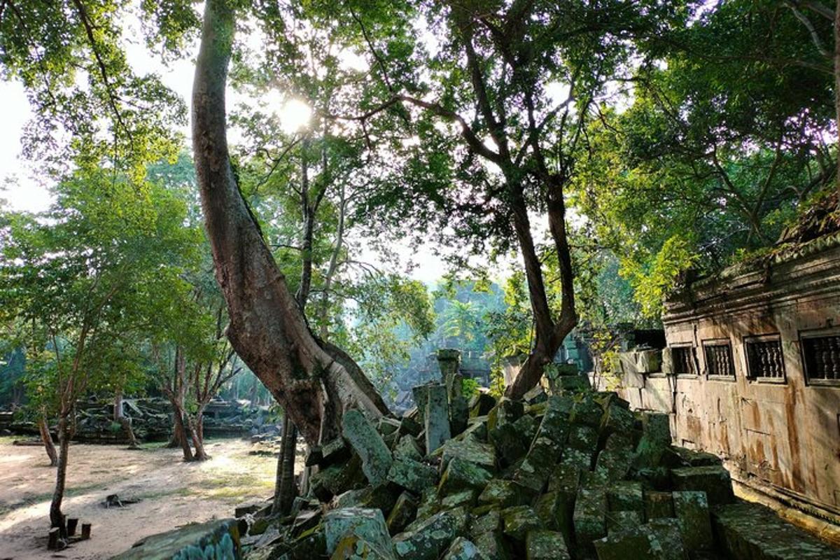 pokok yang duduk di atas timbunan batu