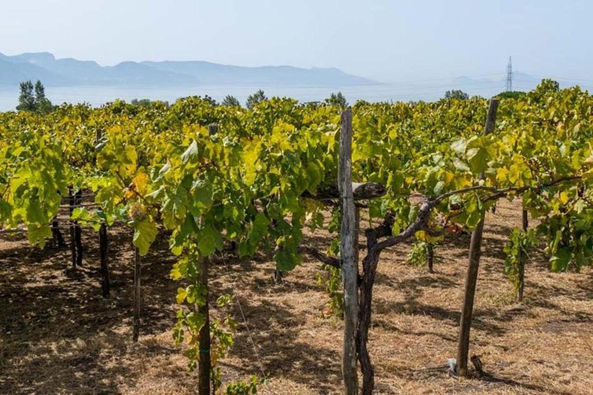 una fila di viti verdi in un vigneto