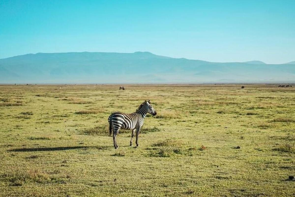 zebra stojící uprostřed pole