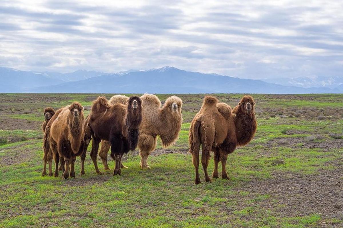 a group of animals standing in a field