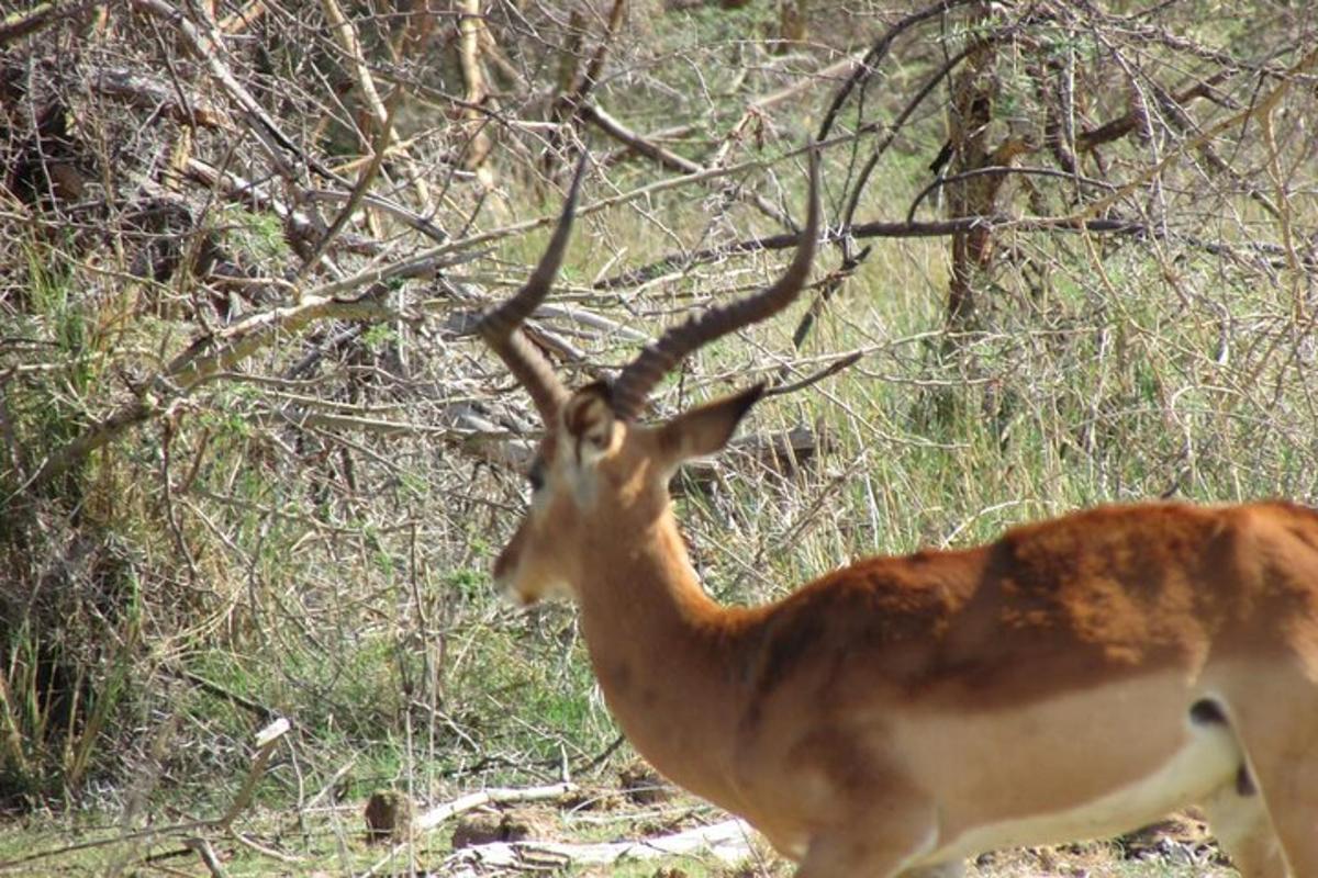 una gazzella che cammina attraverso una foresta