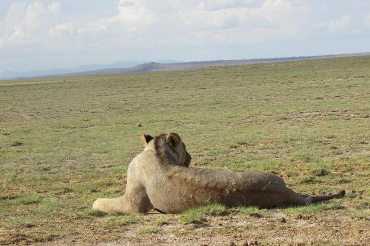 un leone sdraiato sull'erba in un campo