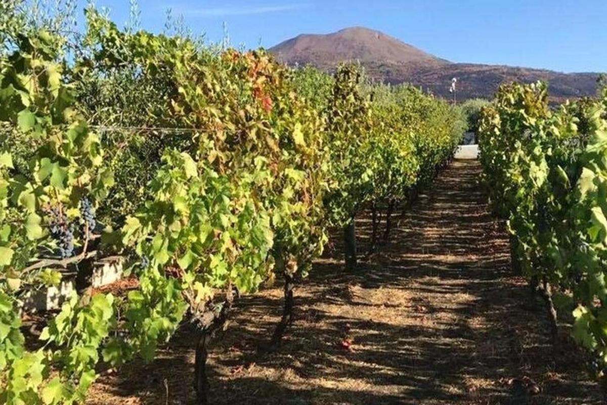 una fila di vigneti con una montagna sullo sfondo