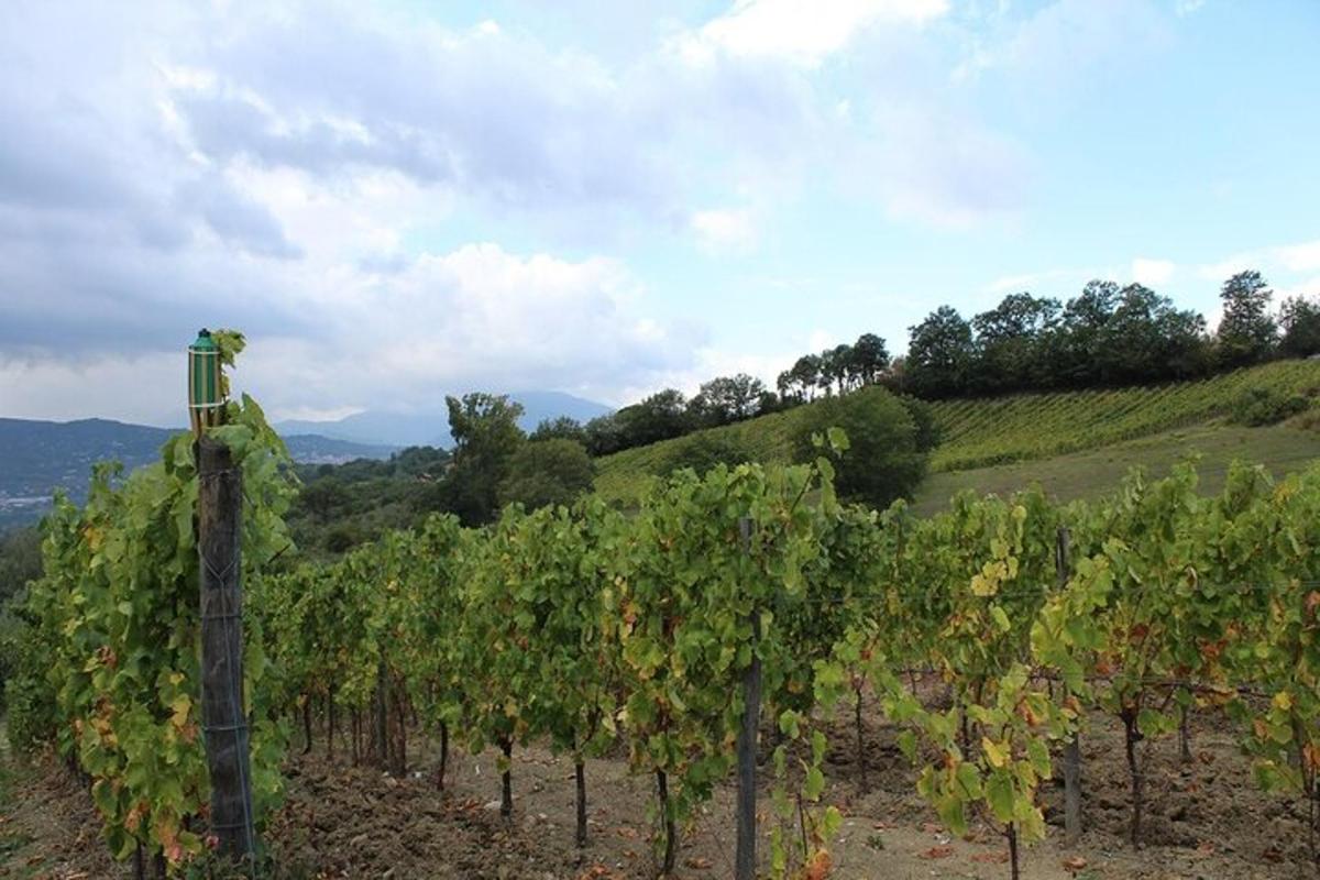 un vigneto con un grappolo d'uva su una collina