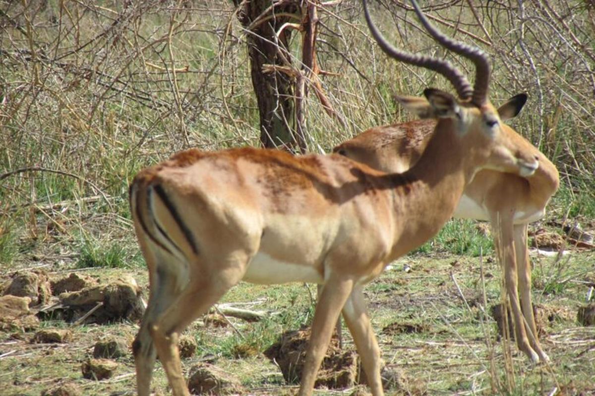 uma gazela com chifres caminhando em um campo