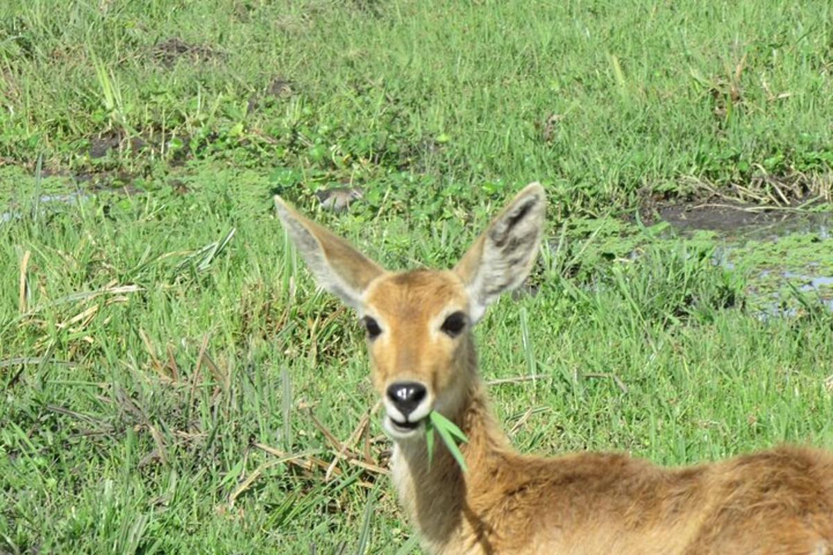 uma gazela comendo grama em um campo