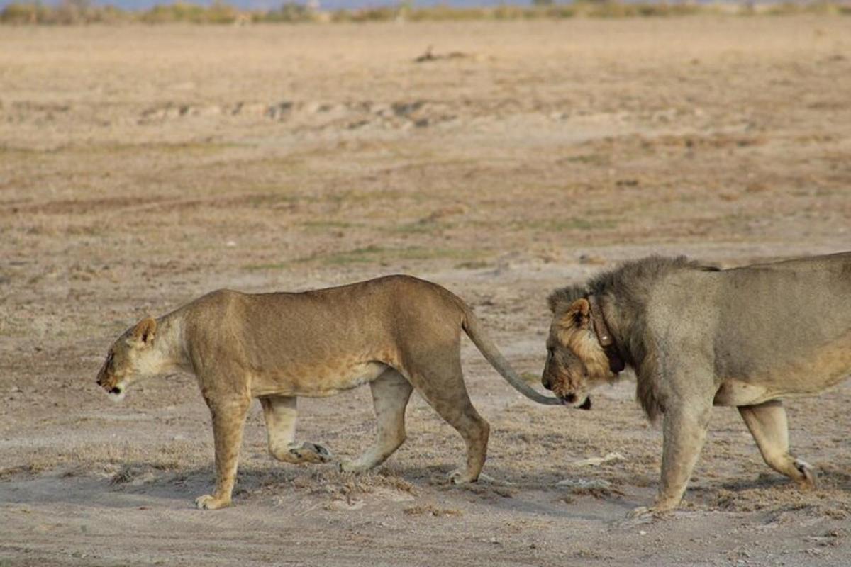 dois leões caminhando lado a lado em um campo