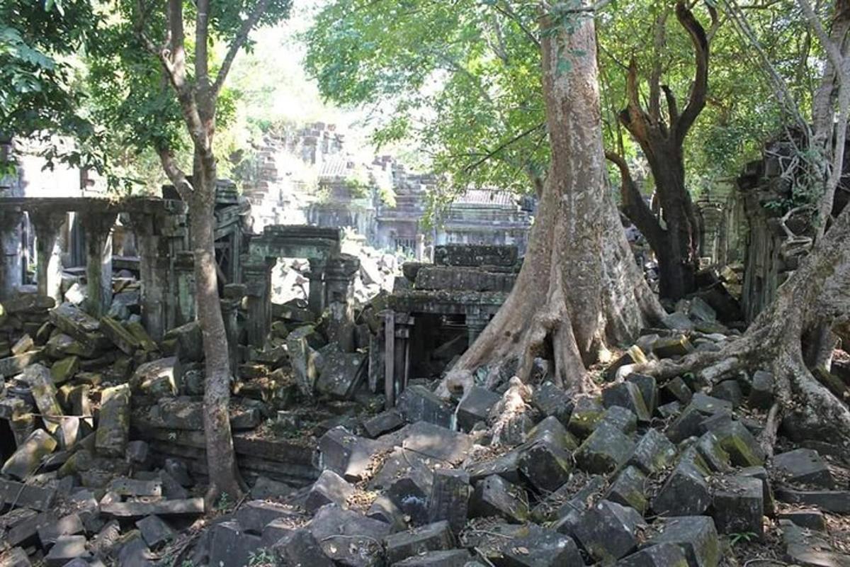 một đống đá và cây với cây